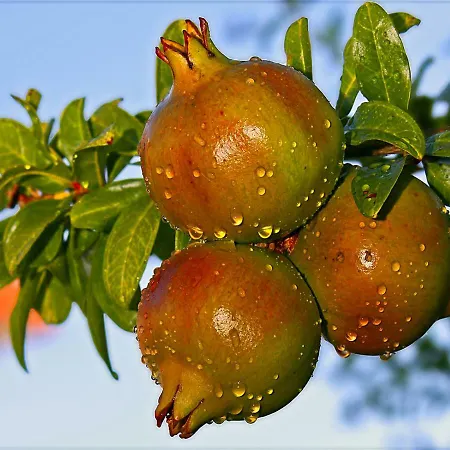 Il Melograno בית הארחה