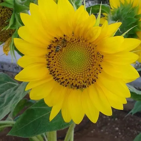 Il Melograno Vignacastrisi