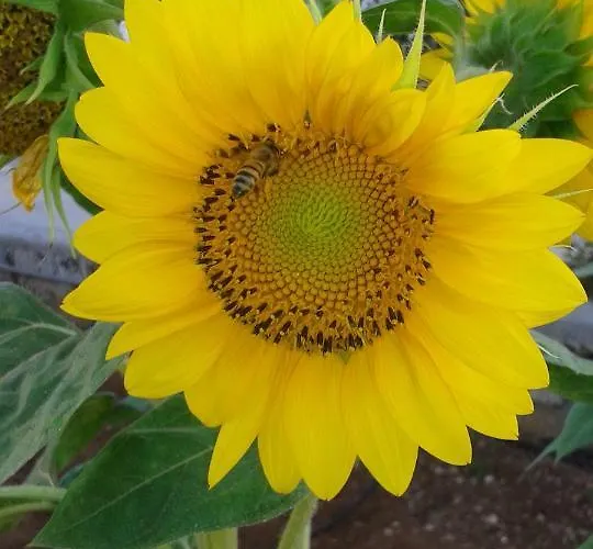 Il Melograno Виньякастризи